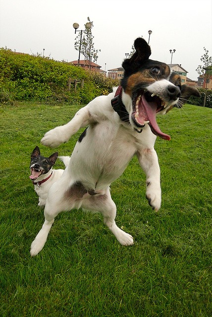 诺里斯新育犬写真