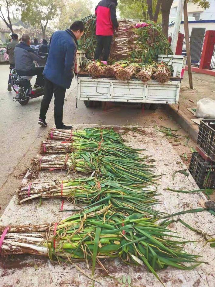 “最新圆葱市场价格动态”