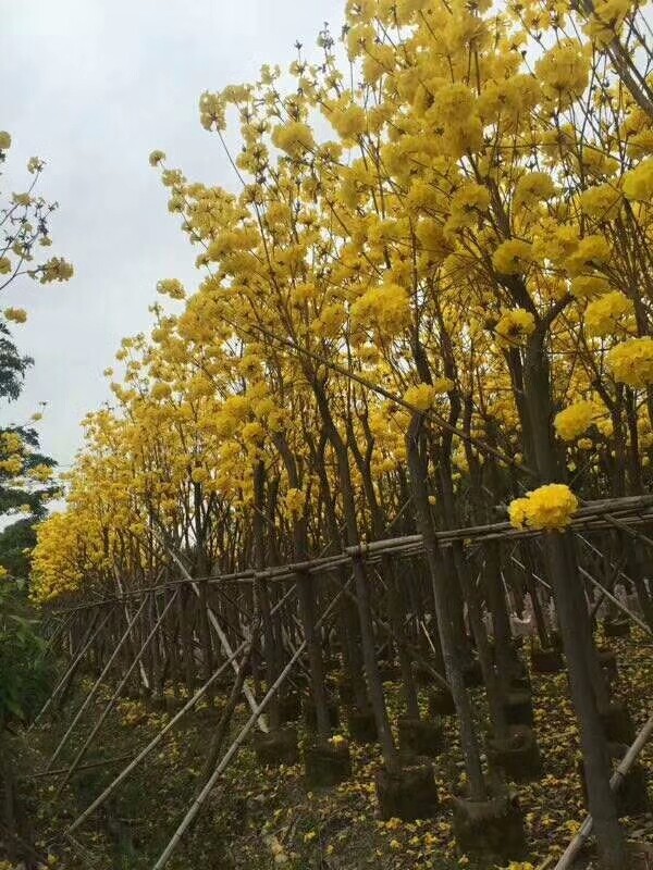 “黄花风铃木近期价格一览”