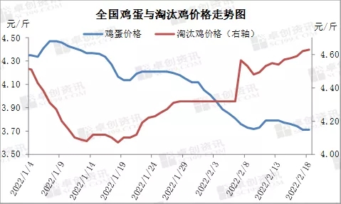 石家庄市最新淘汰鸡市场价格行情一览